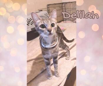 Rescue Tabby Cats for Adoption in Orange City, Florida - Delilah | PetCurious