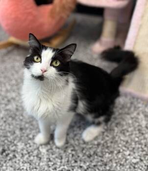 Domestic Medium Hair Cats Available for Adoption in Cortland, Ohio - Buttons | PetCurious