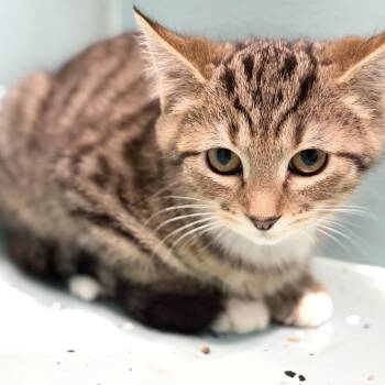 Serrano -  Domestic Short Hair Cat for Adoption in Victoria, British Columbia - Serrano | PetCurious