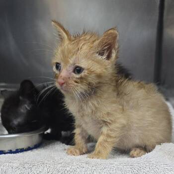 Blueberry Muffin 26-0411 -  Domestic Short Hair Cat for Adoption in Yanceyville, North Carolina - Blueberry Muffin 26-0411 | PetCurious