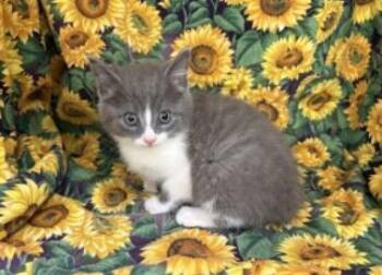 Domestic Medium Hair and Domestic Short Hair Cats Available for Adoption in Largo, Florida - Joni | PetCurious