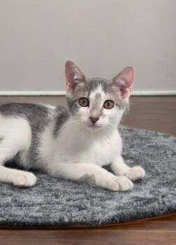 Baby Cakes -  Domestic Short Hair Cat Available for Adoption in Houston, Texas - Baby Cakes | PetCurious