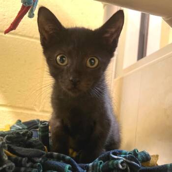 Kieran -  Domestic Short Hair Cat for Adoption - Kieran | PetCurious