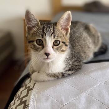 MONTY -  Domestic Short Hair Cat for Adoption in Richmond, California - MONTY | PetCurious