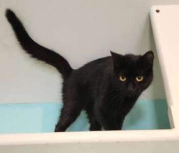 Midnight -  Domestic Short Hair Cat for Adoption in Fairfield, Iowa - Midnight | PetCurious