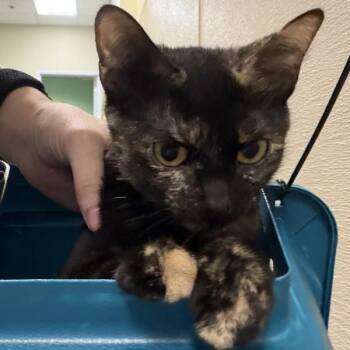 Andi -  Domestic Short Hair Cat for Adoption in Des Moines, Iowa - Andi | PetCurious