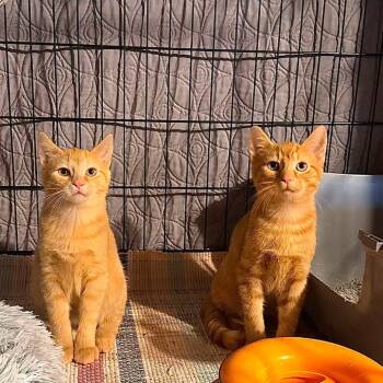 Sasha -  Domestic Short Hair Cat for Adoption in Johnstown, Pennsylvania - Sasha | PetCurious