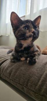 Dory -  Domestic Short Hair Cat for Adoption in Martinsville, Indiana - Dory | PetCurious