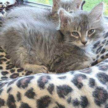 Domestic Long Hair Cats Available for Adoption in Fort Wayne, Indiana - Scrabble | PetCurious