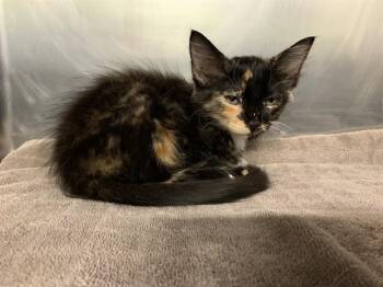HARLEY QUINN -  Domestic Medium Hair and Domestic Short Hair Cat for Adoption in Grand Prairie, Texas - HARLEY QUINN | PetCurious