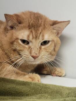 Domestic Short Hair Cats Available for Adoption in Youngtown, Arizona - Patrick O