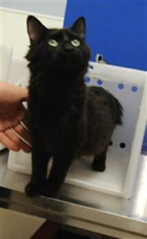 DOMINICA -  Domestic Medium Hair and Domestic Short Hair Cat for Adoption in Albuquerque, New Mexico - DOMINICA | PetCurious