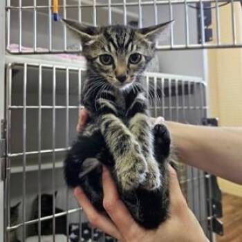 Virgo -  Domestic Short Hair Cat for Adoption in Phoenixville, Pennsylvania - Virgo | PetCurious