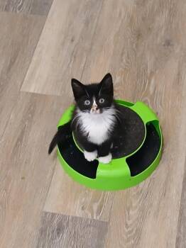 Howard -  Tuxedo Cat for Adoption in Oriental, North Carolina - Howard | PetCurious