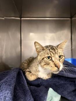 BRUNO -  Domestic Short Hair Cat for Adoption in Killeen, Texas - BRUNO | PetCurious