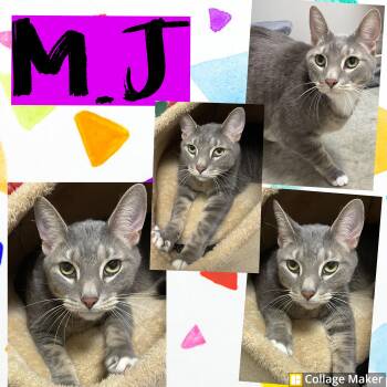 Domestic Short Hair Cats Available for Adoption - M.J. | PetCurious