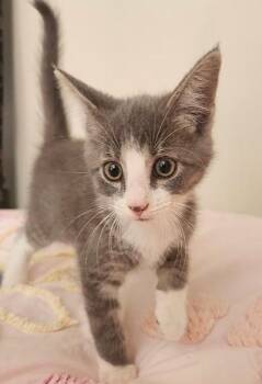 Cheesecake -  Domestic Short Hair Cat for Adoption in Wilkesboro, North Carolina - Cheesecake | PetCurious
