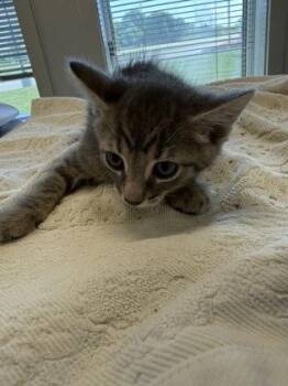 Kirk -  Domestic Short Hair Cat for Adoption in Lafayette, Indiana - Kirk | PetCurious
