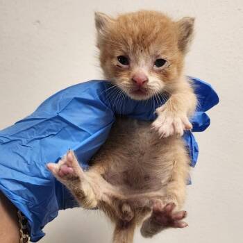 Lorna -  Domestic Short Hair Cat for Adoption in Philadelphia, Pennsylvania - Lorna | PetCurious
