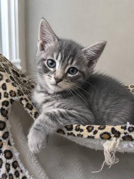 Nibbles -  Domestic Short Hair Cat Available for Adoption in Oswego, South Carolina - Nibbles | PetCurious