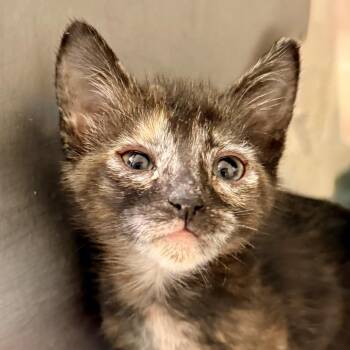 Conchita -  Domestic Short Hair Cat for Adoption in Palm Springs, California - Conchita | PetCurious