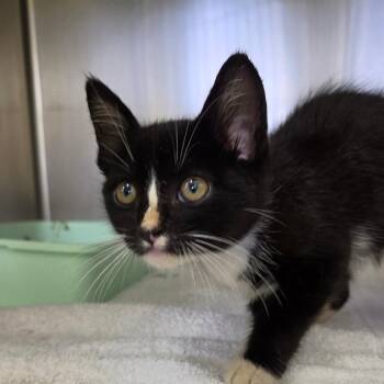 Cheerio -  Domestic Short Hair Cat for Adoption in Auburn, Alabama - Cheerio | PetCurious