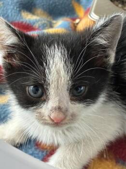 Domestic Short Hair Cats Available for Adoption in Hartsville, South Carolina - Grace | PetCurious