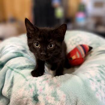 Frida Catlo -  Domestic Medium Hair Cat for Adoption in Park Falls, Wisconsin - Frida Catlo | PetCurious