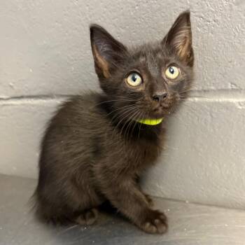 TUSC-Stray-85398_2_3_4_5 -  Domestic Short Hair Cat for Adoption in Tuscaloosa, Alabama - TUSC-Stray-85398_2_3_4_5 | PetCurious