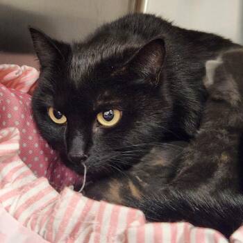 Linda -  Domestic Medium Hair Cat for Adoption in Reno, Nevada - Linda | PetCurious