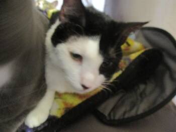 Rescue Domestic Short Hair Cats for Adoption in Ocala, Florida - PANDA BEAR | PetCurious