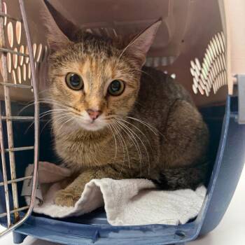 Willa -  Domestic Short Hair Cat for Adoption in Starkville, Mississippi - Willa | PetCurious