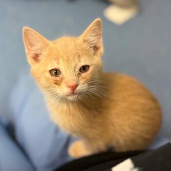 Domestic Short Hair Cats Available for Adoption in Watertown, New York - Edward Teach | PetCurious