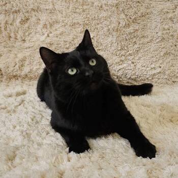 Rescue Domestic Short Hair Cats for Adoption in Huntersville, North Carolina - Chase | PetCurious