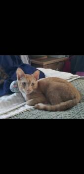 Copper -  Domestic Short Hair Cat for Adoption in Clayton, North Carolina - Copper | PetCurious