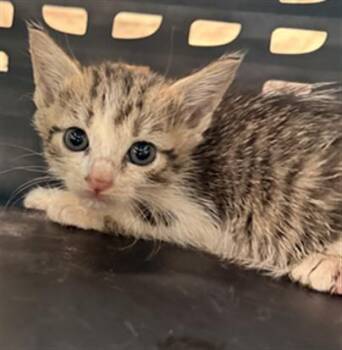 TURVY -  Domestic Short Hair Cat for Adoption in Fort Lauderdale, Florida - TURVY | PetCurious