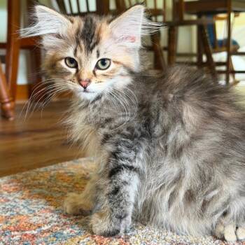 Poppy -  Domestic Short Hair Cat for Adoption in Cincinnati, Ohio - Poppy | PetCurious