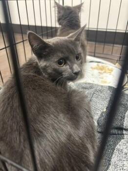 Honored Fellow -  Domestic Short Hair Cat for Adoption in Atlanta, Georgia - Honored Fellow | PetCurious
