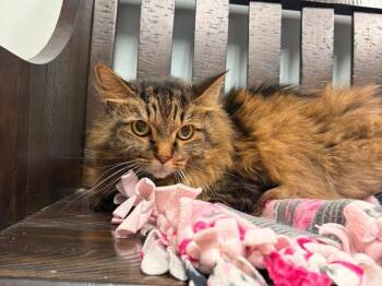Sara -  Domestic Long Hair Cat for Adoption in Minneapolis, Minnesota - Sara | PetCurious