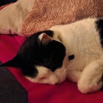 Domestic Short Hair Cats Available for Adoption - Cheesecake C10669 | PetCurious