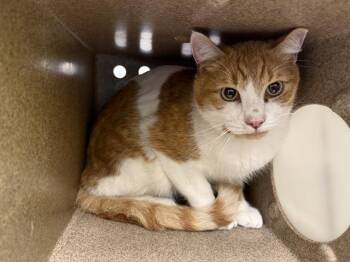 FINN -  Domestic Medium Hair Cat for Adoption in Kent, Washington - FINN | PetCurious