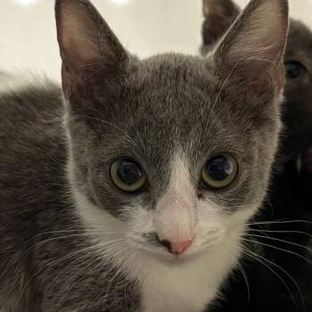 Naan -  Domestic Medium Hair Cat for Adoption in Reno, Nevada - Naan | PetCurious