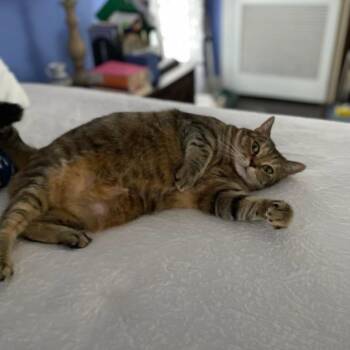 American Shorthair Cats Available for Adoption in Roanoke, Virginia - Ronnie | PetCurious