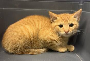 Samuel -  Domestic Short Hair Cat for Adoption in Hudson, New York - Samuel | PetCurious