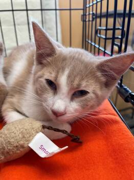 Louie -  Domestic Short Hair Cat for Adoption in Westfield, New Jersey - Louie | PetCurious