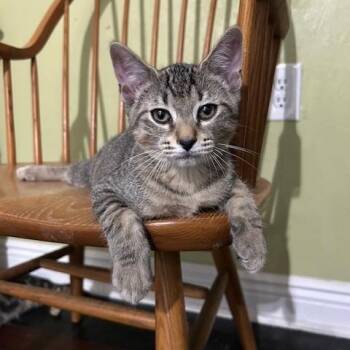 Rescue Tabby Cats for Adoption in East Brunswick, New Jersey - Tango ( Bonded To Tigre) | PetCurious