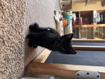 Blake -  Domestic Short Hair Cat Available for Adoption in Bethel Park, Pennsylvania - Blake | PetCurious
