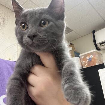 Josephine -  Domestic Short Hair Cat for Adoption in Pekin, Illinois - Josephine | PetCurious