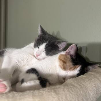 Mildred -  Domestic Medium Hair Cat for Adoption in Rochester, Minnesota - Mildred | PetCurious