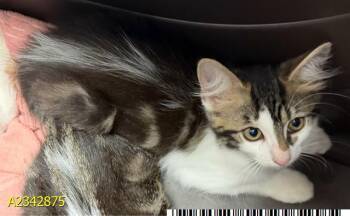 DALE -  Domestic Medium Hair Cat for Adoption in West Palm Beach, Florida - DALE | PetCurious